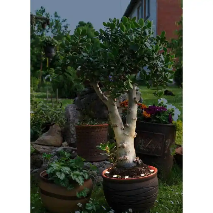 Eglo SPINETOLI Toma de jardin con estaca LED Transparente, claro, 6 luces Devolución Gratuita